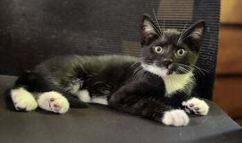 Domestic Short Hair Cats Available for Adoption in Seal Beach, California - Leela | PetCurious
