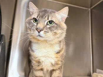 BUMPKIN -  Domestic Short Hair Cat for Adoption in Santa Rosa, California - BUMPKIN | PetCurious