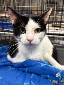 Trinity -  Domestic Short Hair Cat for Adoption in Little Rock, Arkansas - Trinity | PetCurious