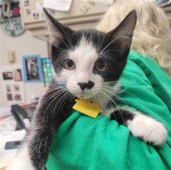 ARCHIE -  Domestic Short Hair Cat for Adoption in St. Louis, Missouri - ARCHIE | PetCurious