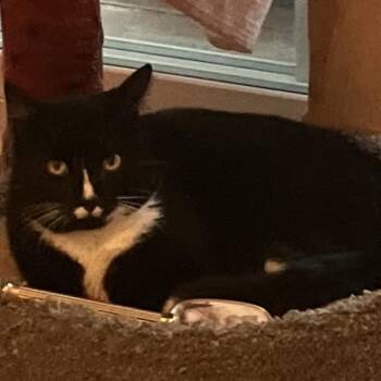 Rocket -  Domestic Short Hair Cat for Adoption in Burlington, Ontario - Rocket | PetCurious