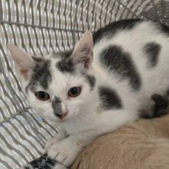 Curly -  Domestic Short Hair Cat for Adoption in Middlebury, Vermont - Curly | PetCurious