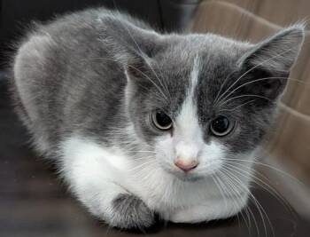 Dweezil -  Domestic Short Hair Cat for Adoption in Evansville, Indiana - Dweezil | PetCurious