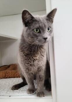 Domestic Short Hair Cats Available for Adoption in INDN HBR BCH, Florida - Silver CC | PetCurious
