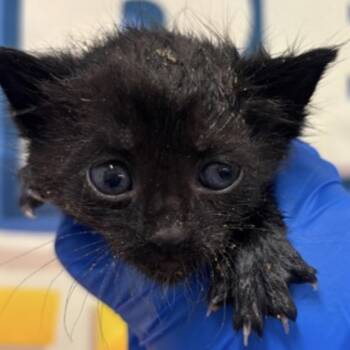 Morticia -  Domestic Short Hair Cat for Adoption in Midland, Texas - Morticia | PetCurious