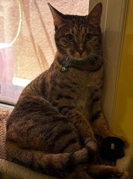 Rescue Bengal Cats for Adoption in Snow Hill, Maryland - Amal | PetCurious