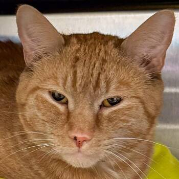 Domestic Short Hair Cats Available for Adoption in Kennebunk, Maine - Wilbur *Bonded W/ Orville* | PetCurious