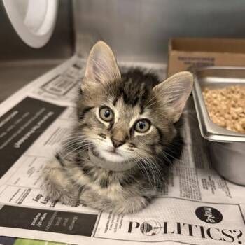Skink -  Domestic Long Hair Cat for Adoption in Marshall, Virginia - Skink | PetCurious