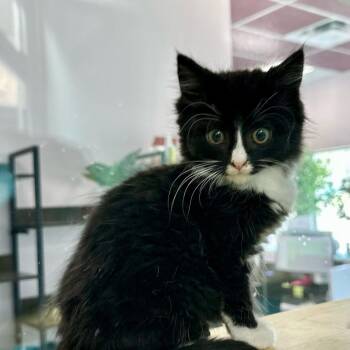 Scarlet -  Domestic Short Hair Cat for Adoption in Victoria, British Columbia - Scarlet | PetCurious