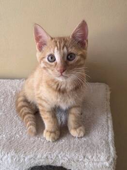 Domestic Short Hair Cats Available for Adoption in Calgary, Alberta - Ravioli | PetCurious