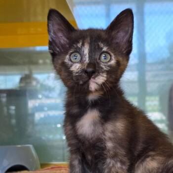 Crysta -  Domestic Short Hair Cat for Adoption in Abilene, Texas - Crysta | PetCurious
