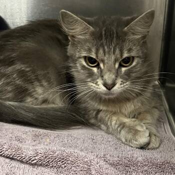Morna -  Domestic Medium Hair Cat for Adoption in Grand Rapids, Michigan - Morna | PetCurious