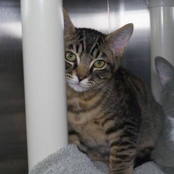 Badger Mole -  Domestic Short Hair Cat for Adoption in Seattle, Washington - Badger Mole | PetCurious