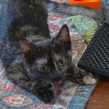 Spinach -  Domestic Short Hair Cat for Adoption in Huntsville, Alabama - Spinach | PetCurious