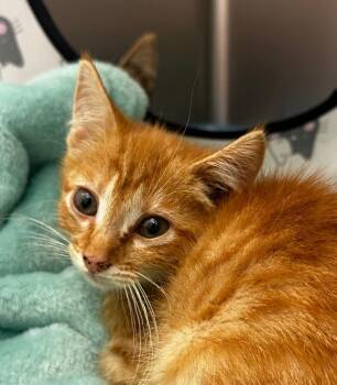Paradise -  Domestic Short Hair Cat for Adoption in Lake City, Arkansas - Paradise | PetCurious