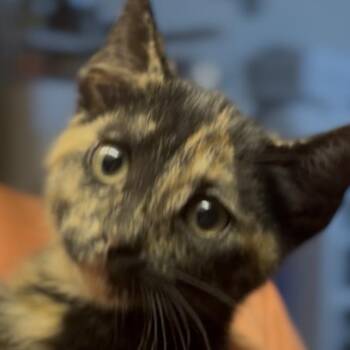 Emily -  Domestic Short Hair Cat Available for Adoption in Midland, Texas - Emily | PetCurious