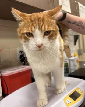 Seven -  Domestic Short Hair Cat for Adoption in Fishers, Indiana - Seven | PetCurious