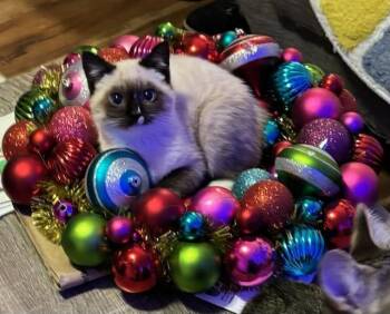 Snowshoe Cats Available for Adoption in Vancouver, Washington - Stormy | PetCurious