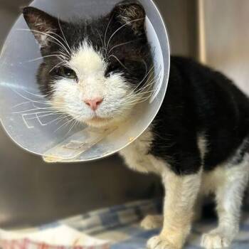 Domestic Short Hair Cats Available for Adoption in Davenport, Iowa - Spud | PetCurious