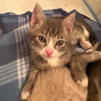 Sour Cream -  Domestic Short Hair Cat for Adoption in Sunrise, Florida - Sour Cream | PetCurious