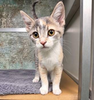Noodle -  Domestic Short Hair Cat for Adoption in Paducah, Kentucky - Noodle | PetCurious