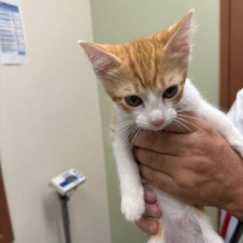 Bumble Bee -  Domestic Short Hair Cat for Adoption in Los Angeles, California - Bumble Bee | PetCurious