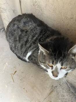 Domestic Short Hair Cats Available for Adoption - MILO | PetCurious