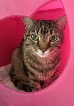 Merlin -  Domestic Short Hair Cat for Adoption in New Hope, Pennsylvania - Merlin | PetCurious