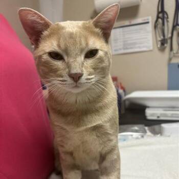 Angelo -  Domestic Short Hair Cat for Adoption in Tempe, Arizona - Angelo | PetCurious
