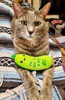 Joey -  Domestic Short Hair Cat for Adoption in Pittsburgh, Pennsylvania - Joey | PetCurious