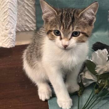 Baby Luigi -  Domestic Short Hair Cat Available for Adoption in Titusville, Florida - Baby Luigi | PetCurious