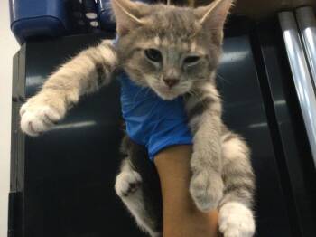 A1919584 -  Domestic Short Hair Cat Available for Adoption in Thousand Palms, California - A1919584 | PetCurious