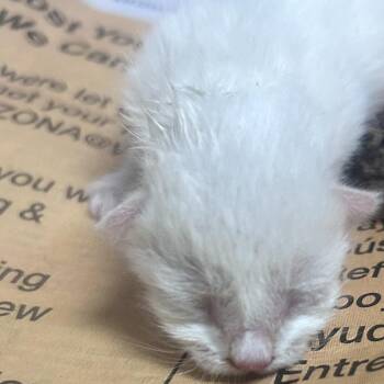 Paul -  Domestic Short Hair Cat for Adoption in Yuma, Arizona - Paul | PetCurious
