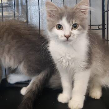 Marlowe -  Domestic Short Hair Cat for Adoption in Spokane, Washington - Marlowe | PetCurious