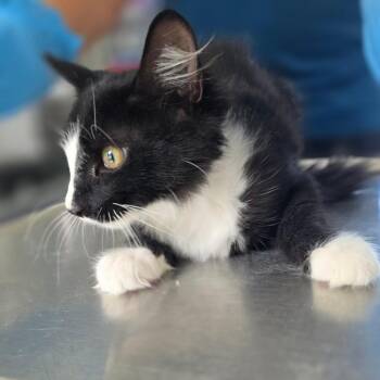 Ciggy -  Domestic Medium Hair Cat for Adoption in Chapel Hill, North Carolina - Ciggy | PetCurious