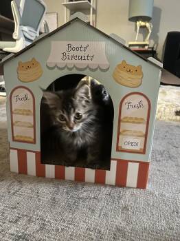 DENALI -  Domestic Short Hair Cat for Adoption in Broomfield, Colorado - DENALI | PetCurious