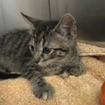 Midnight Sun -  Domestic Short Hair Cat for Adoption in Austin, Texas - Midnight Sun | PetCurious