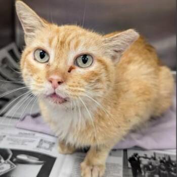 CECIL -  Domestic Short Hair Cat for Adoption in San Antonio, Texas - CECIL | PetCurious