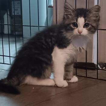 Tiny -  Domestic Medium Hair Cat Available for Adoption in Gastonia, North Carolina - Tiny | PetCurious