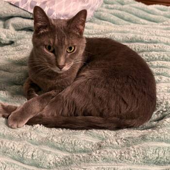 Domestic Short Hair Cats Available for Adoption in Huntsville, Alabama - Romeo | PetCurious