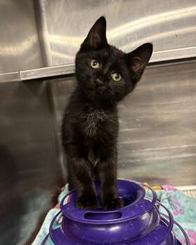 Jack in the Box -  Domestic Short Hair Cat for Adoption in Richmond, Virginia - Jack In The Box | PetCurious