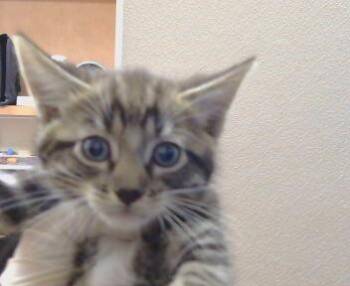 ZIAD -  Domestic Medium Hair Cat for Adoption in Sacramento, California - ZIAD | PetCurious