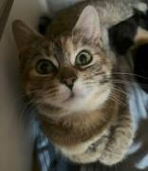 Domestic Short Hair Cats Available for Adoption in Pickering, Ontario - Laney | PetCurious