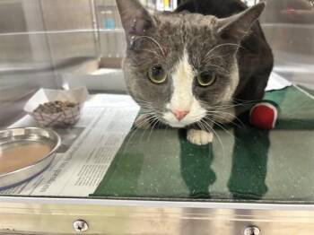 Domestic Short Hair Cats Available for Adoption in Plano, Texas - Grayson A217176 | PetCurious