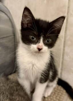 Domestic Short Hair Cats Available for Adoption - Bean | PetCurious