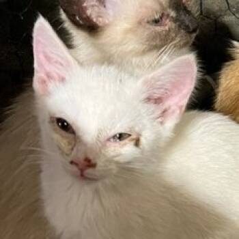 Rescue Domestic Short Hair Cats for Adoption in Washington, District Of Columbia - Matilda & Babies - Baby #2 | PetCurious