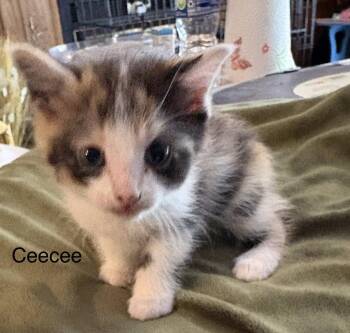 Deedee ( rt) -  Domestic Short Hair Cat for Adoption in White Bluff, Tennessee - Deedee ( Rt) | PetCurious