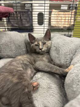 Constance (Cherry grove) -  Domestic Short Hair Cat for Adoption in Johnson City, Tennessee - Constance (Cherry Grove) | PetCurious