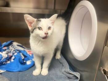 CORA -  Domestic Short Hair Cat for Adoption in Fort Wayne, Indiana - CORA | PetCurious