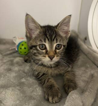 Virginia -  Domestic Short Hair Cat for Adoption in Liverpool, New York - Virginia | PetCurious
